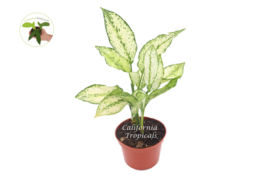 First Diamond Aglaonema live plant in a 6" grower's pot