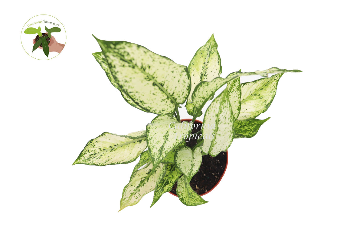 First Diamond Aglaonema live plant foliage detail