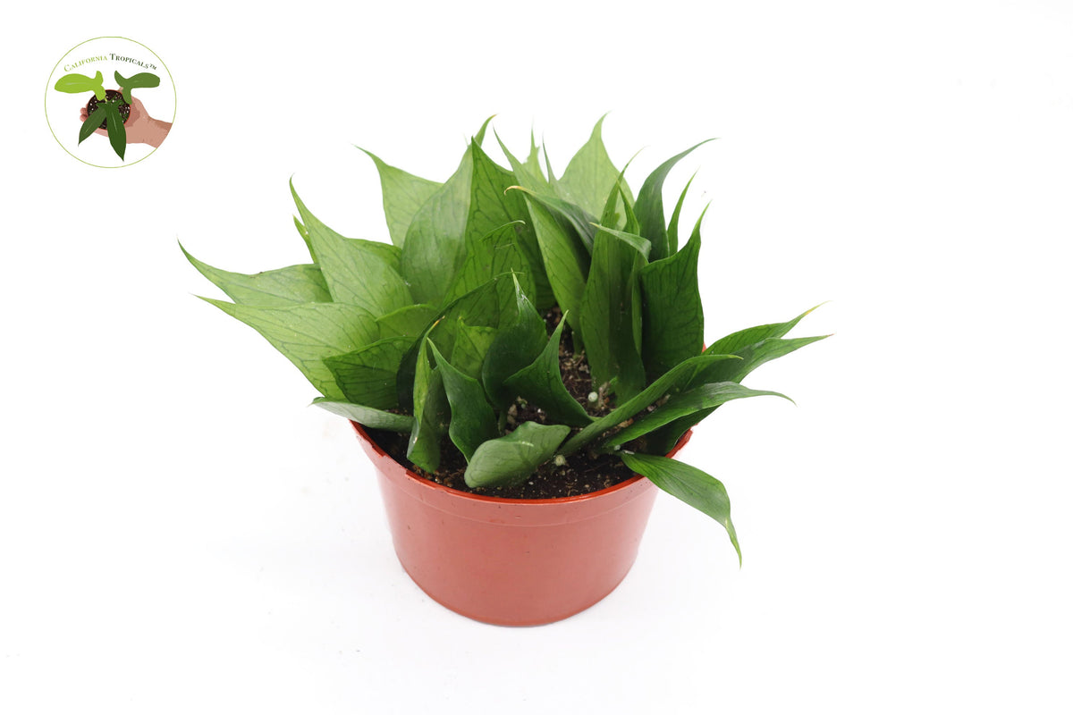Hoya Polyneura Fishtail (Mermaid Tail) live plant foliage detail