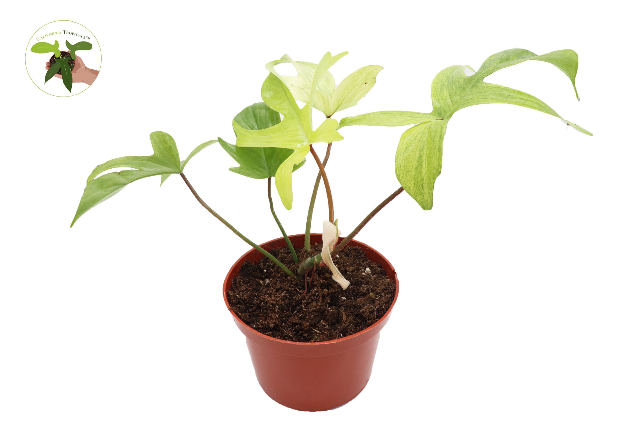 philodendron florida ghost etsy Philodendron Florida Ghost- 6" from California Tropicals