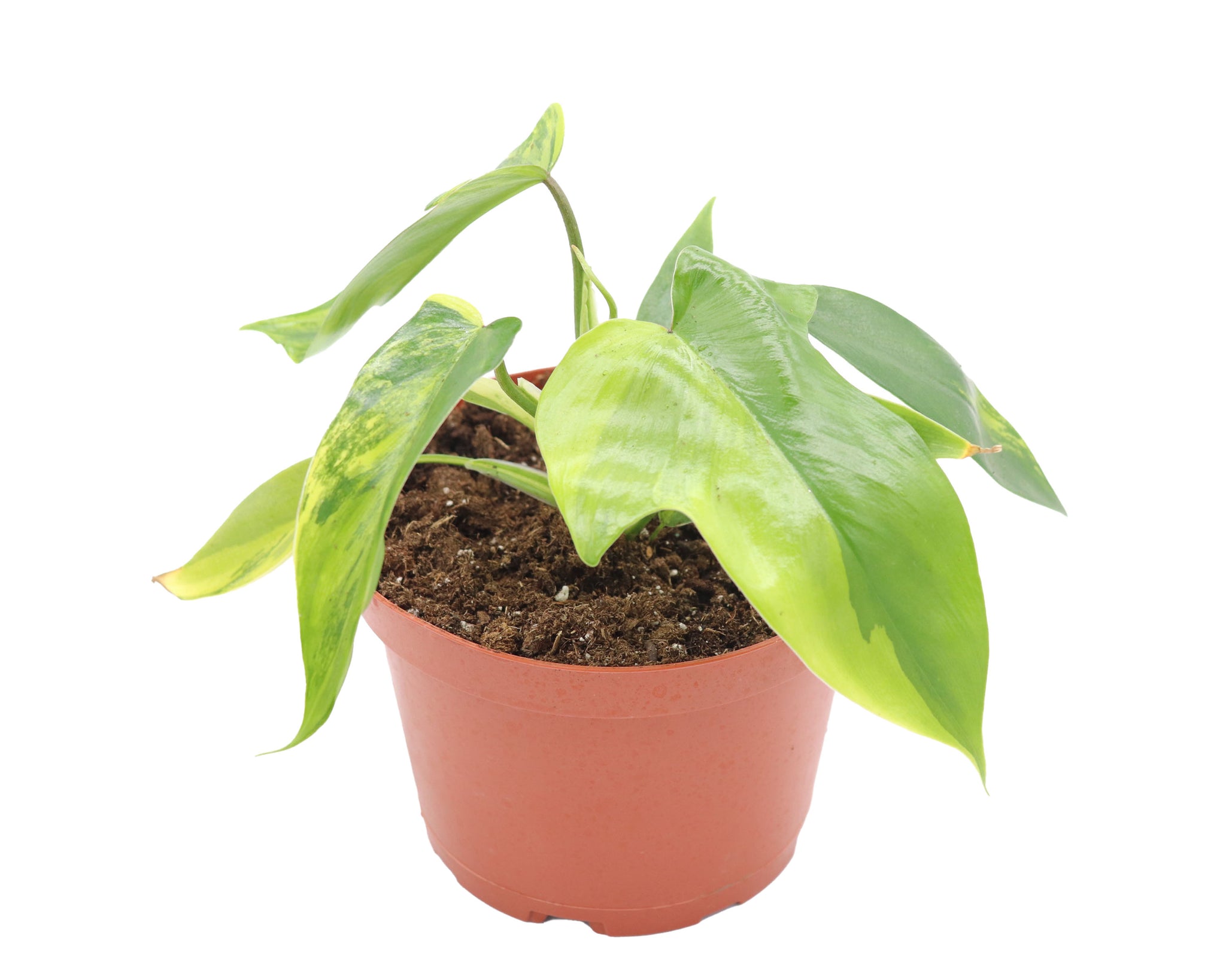 philodendron florida varieties RARE Philodendron Florida Beauty Variegated in 6" grower's pot -from C – California Tropicals