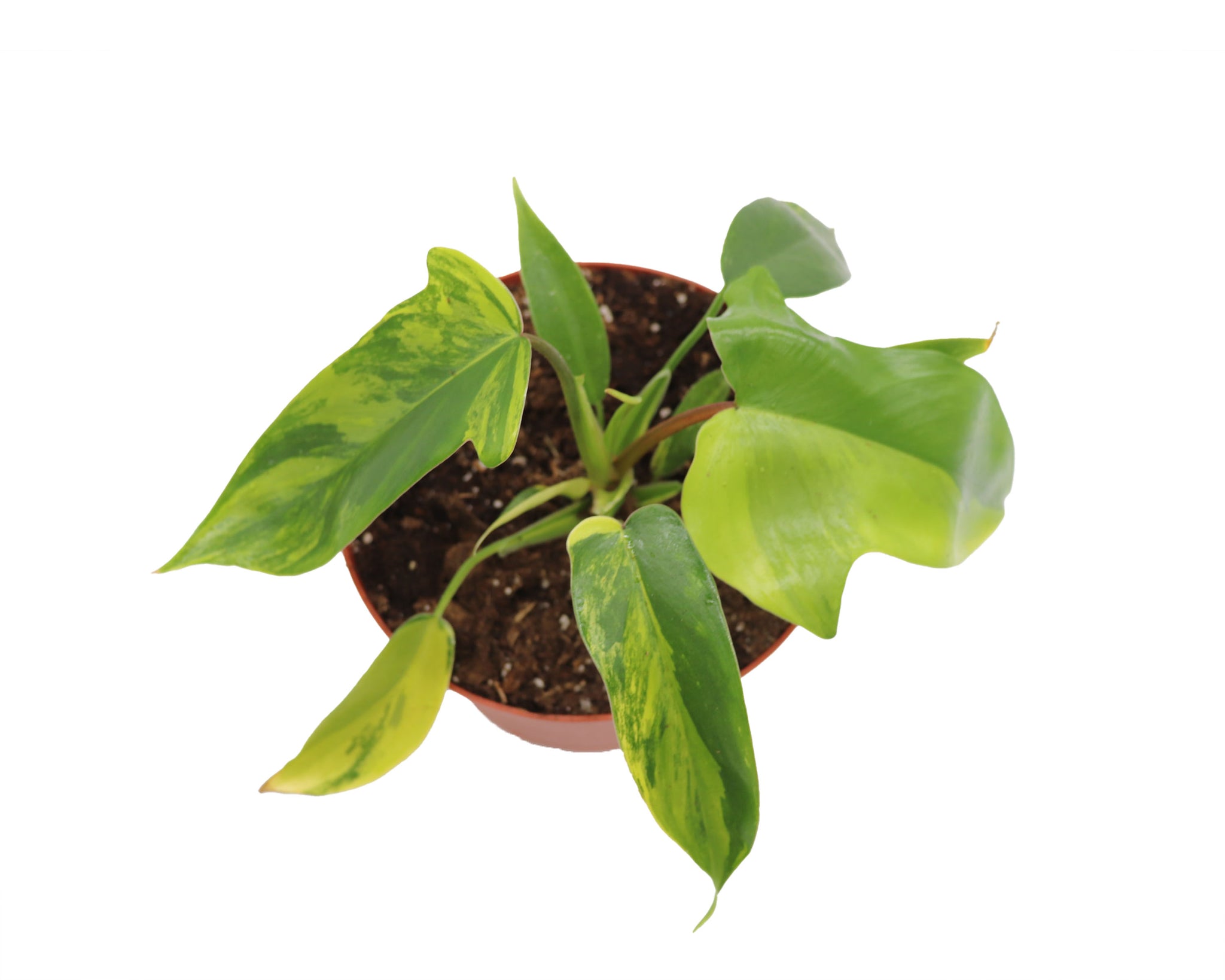 philodendron florida varieties RARE Philodendron Florida Beauty Variegated in 6" grower's pot -from C – California Tropicals