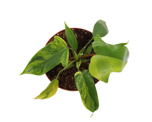 philodendron growers in california RARE Philodendron Florida Beauty Variegated in 6" grower's pot -from C – California Tropicals