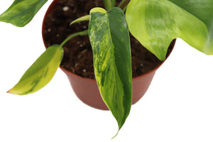 philodendron growers in california RARE Philodendron Florida Beauty Variegated in 6" grower's pot -from C – California Tropicals