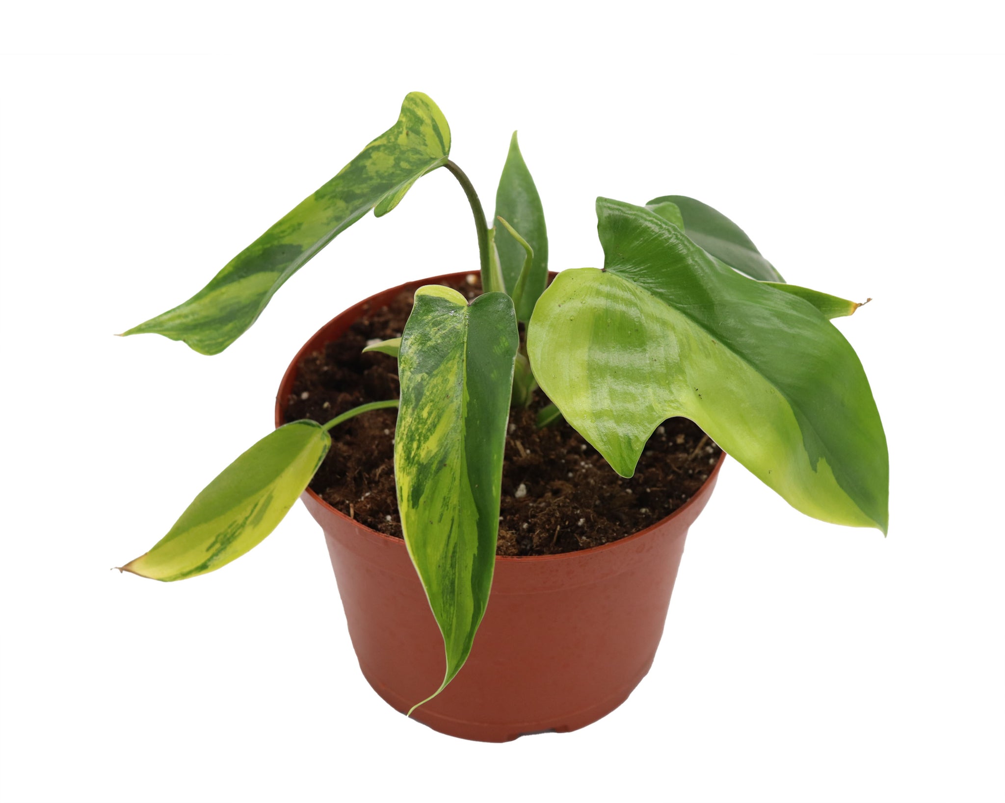 buy rare philodendron RARE Philodendron Florida Beauty Variegated in 6" grower's pot -from C – California Tropicals