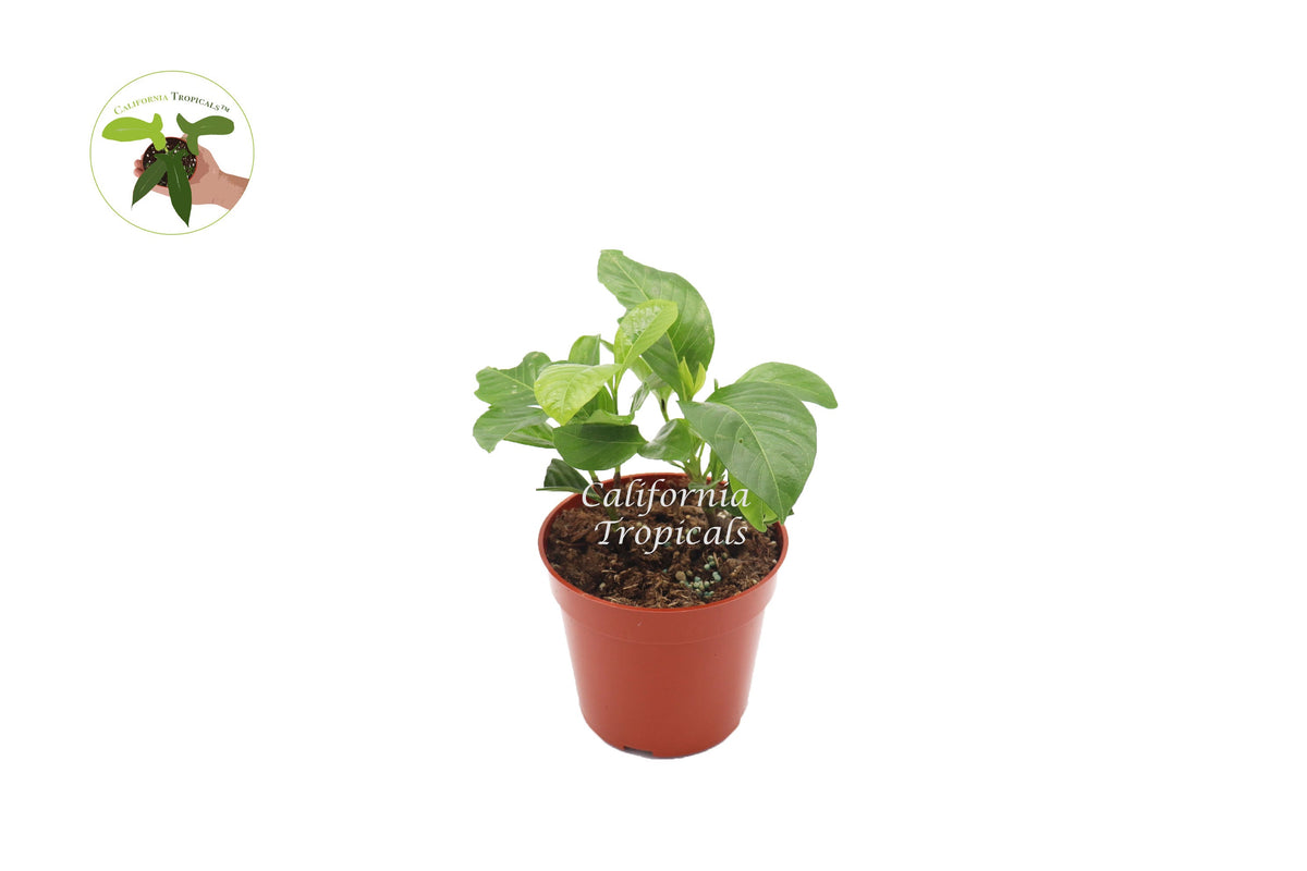 Everblooming Gardenia live plant in a 4" grower's pot