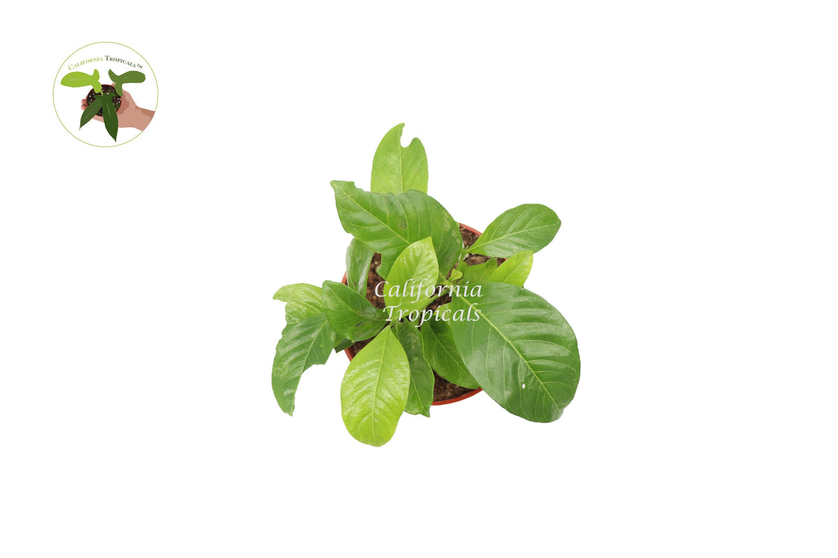 Everblooming Gardenia live plant foliage detail