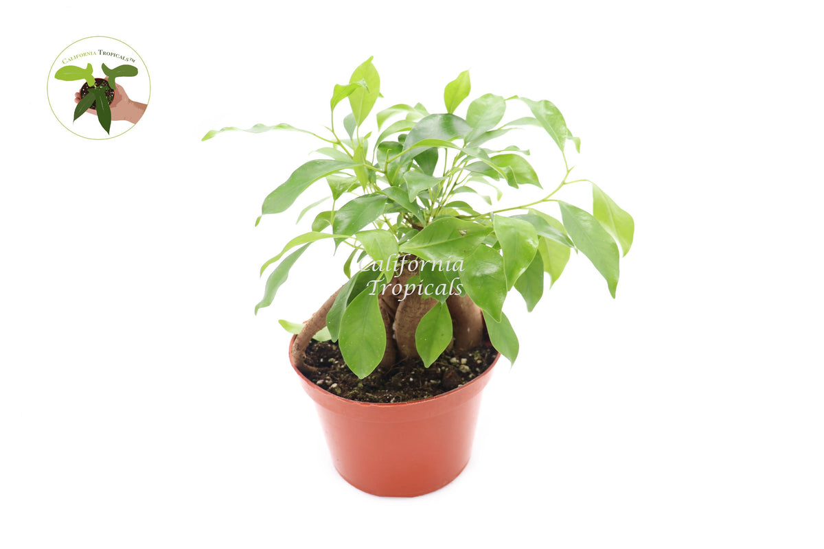 Ficus Microcarpa Ginseng live plant in a 6" grower's pot