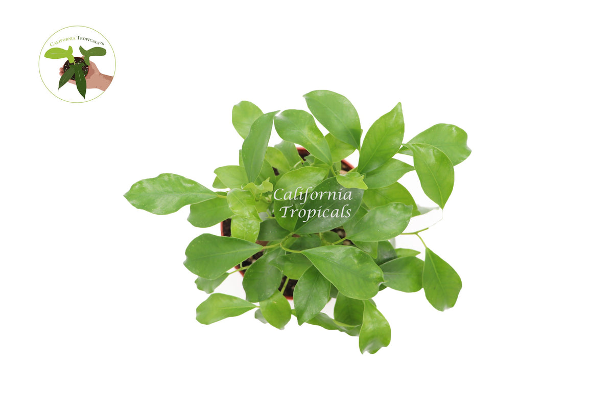 Ficus Microcarpa Ginseng live plant foliage detail