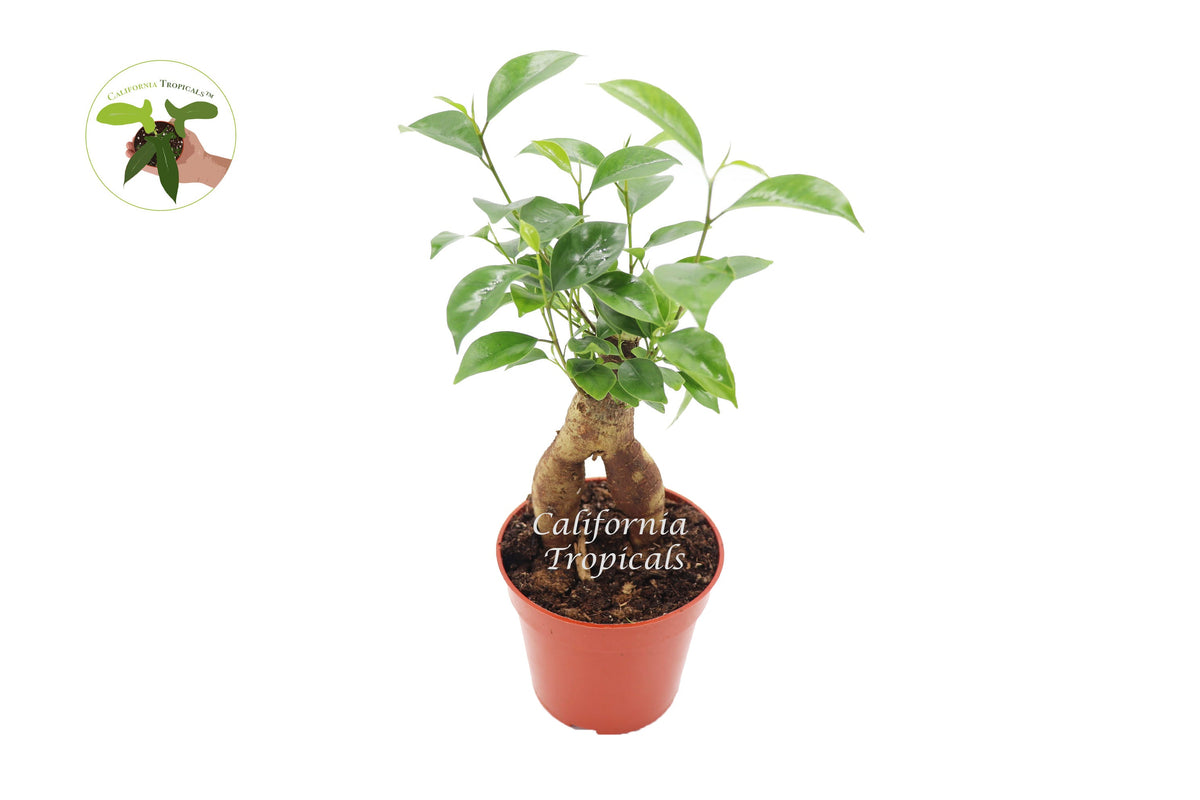 Ficus Microcarpa Ginseng live plant in a 4" grower's pot