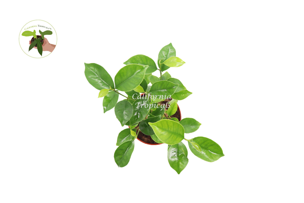 Ficus Microcarpa Ginseng live plant foliage detail