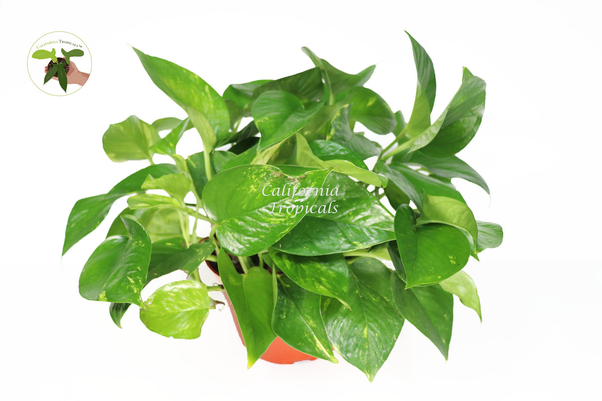 Golden Pothos live plant in a 6" grower's pot