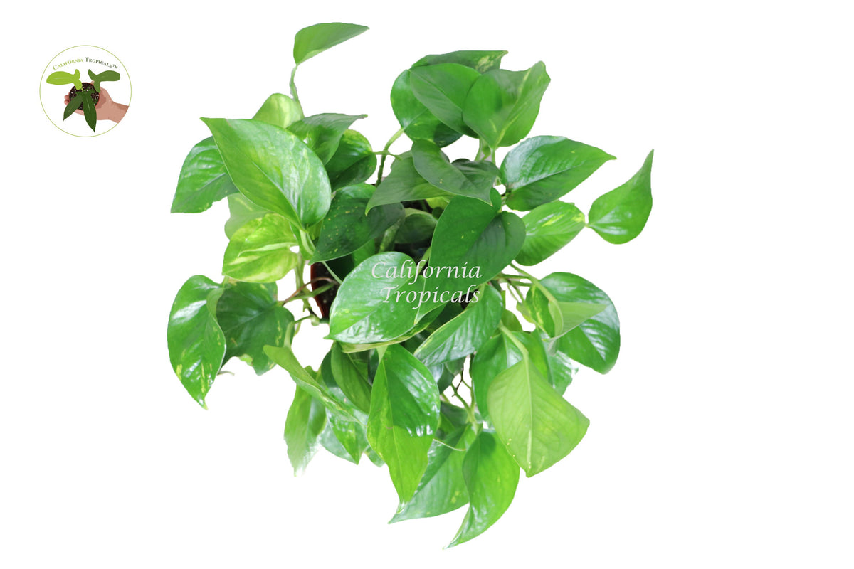 Pothos live plant foliage detail