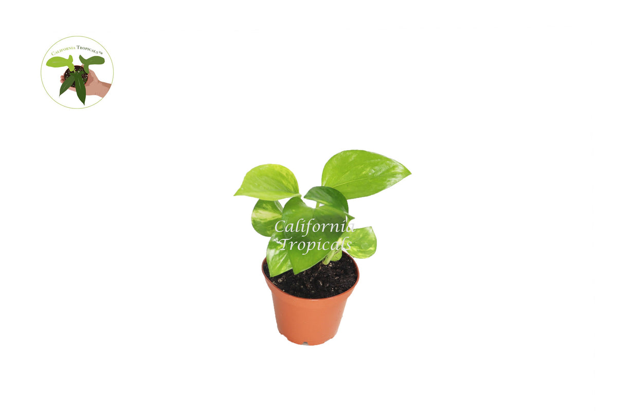 Golden Pothos (Epipremnum Aureum) live plant in a 2" grower's pot