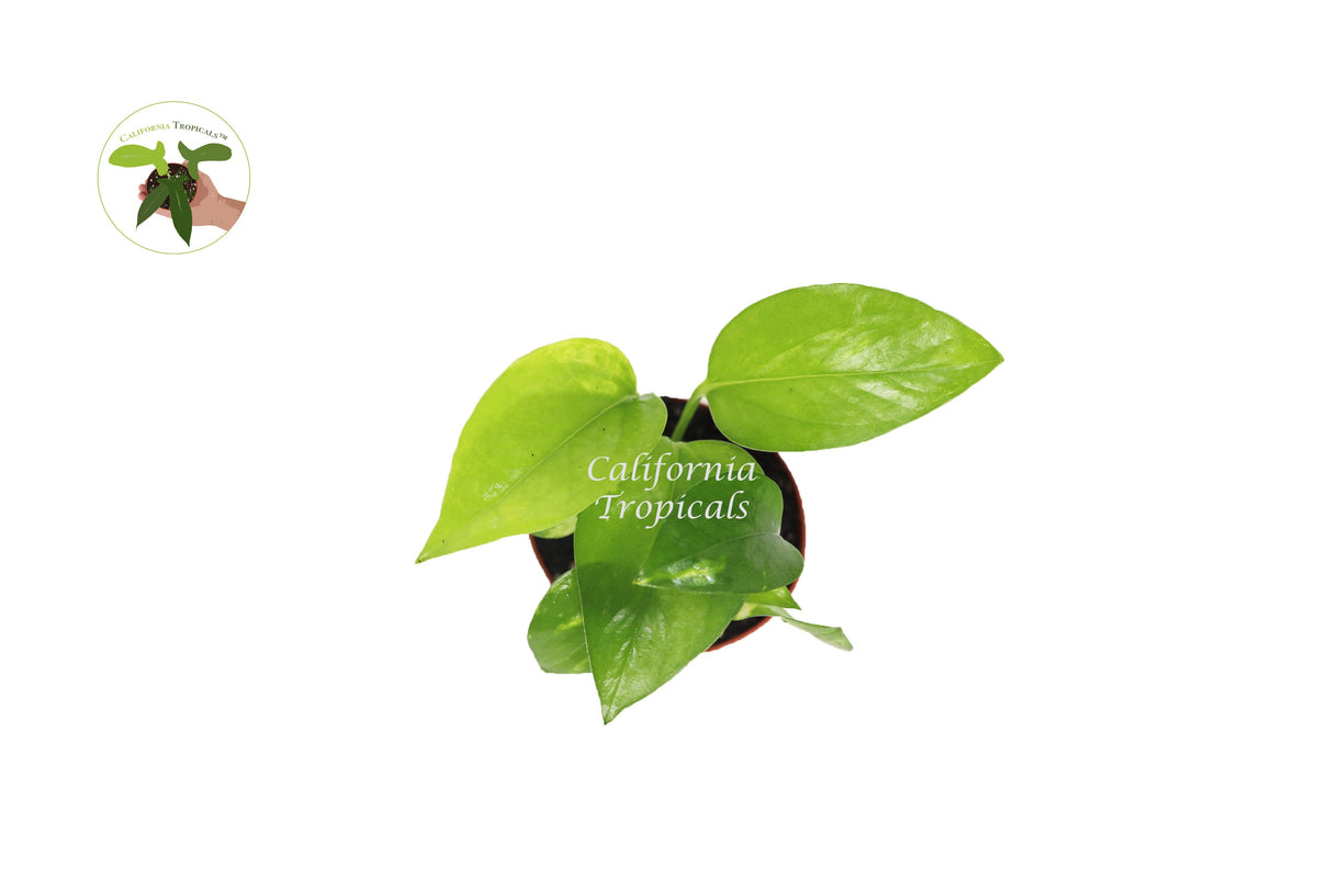 Golden Pothos (Epipremnum Aureum) live plant foliage detail