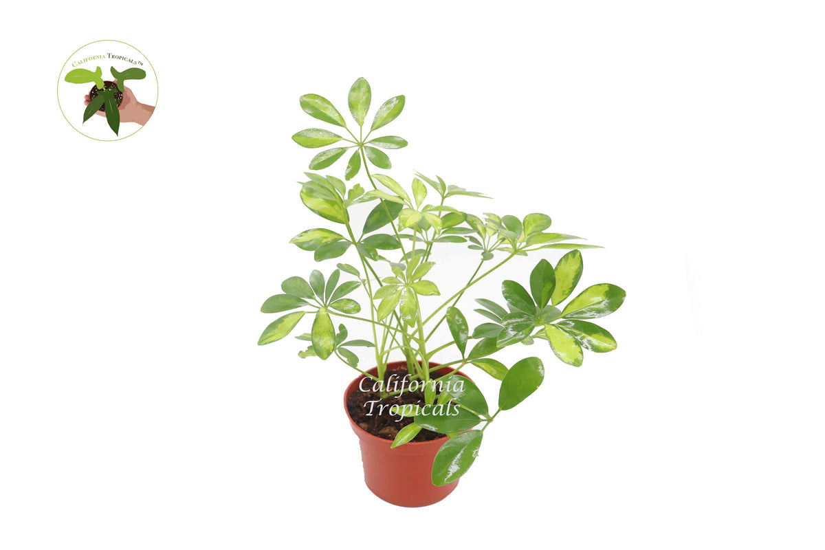 Schefflera Arboricola 'Gold Capella' live plant in a 6" grower's pot