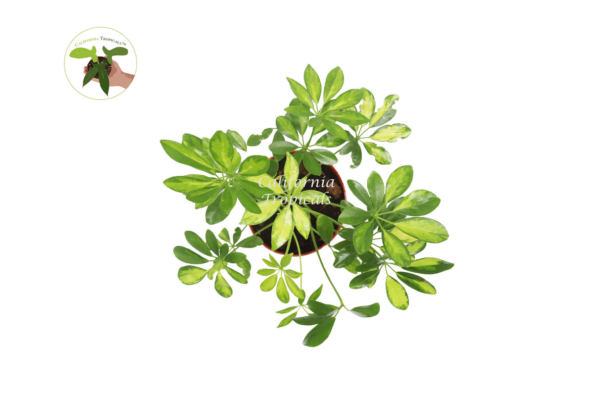 Schefflera Arboricola 'Gold Capella' live plant foliage detail