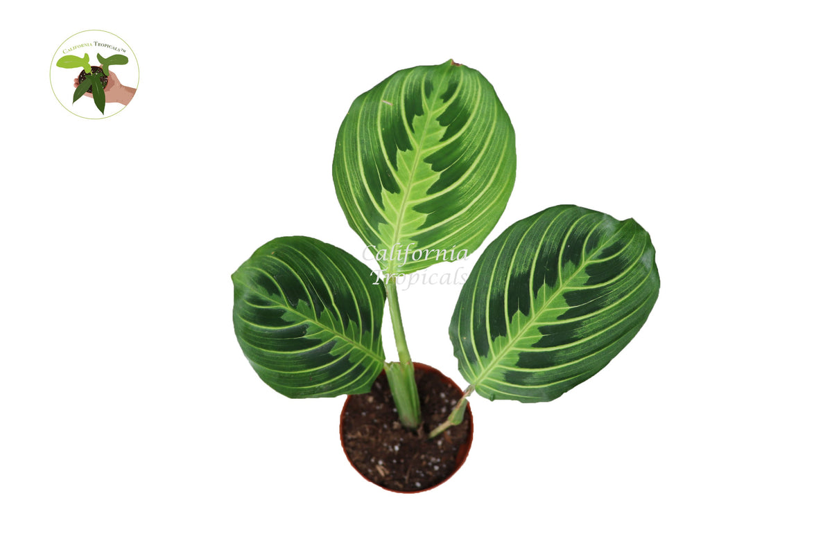Lemon Lime Maranta live plant foliage detail