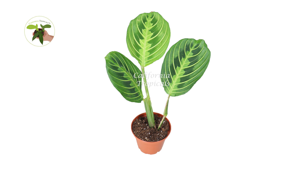 Lemon Lime Maranta live plant in a 3" grower's pot