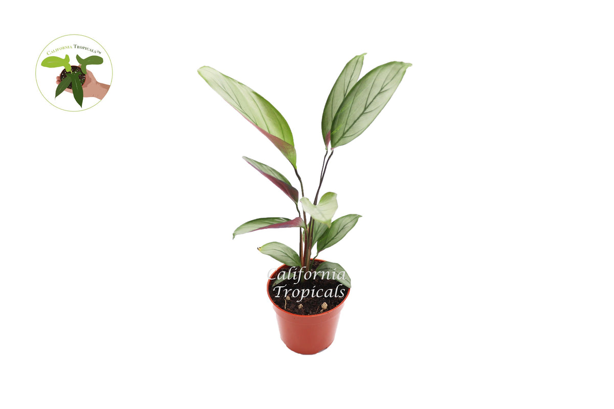Calathea Setosa Grey Star live plant in a 4" grower's pot