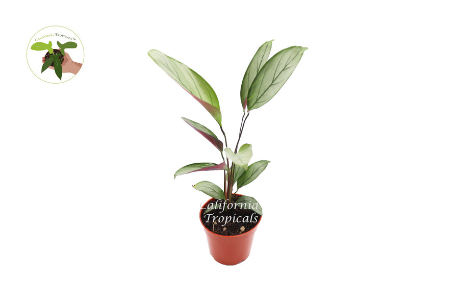 Calathea Setosa Grey Star live plant in a 4" grower's pot