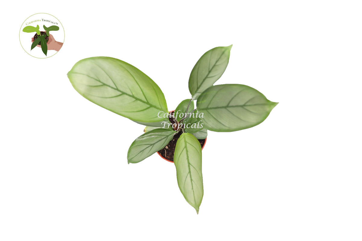 Calathea Setosa Grey Star live plant foliage detail