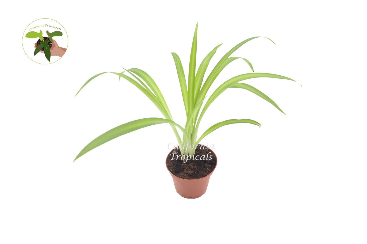 Hawaiian Spider Plant (Chlorophytum) in a 2" grower's pot