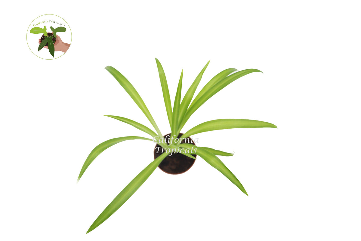 Hawaiian Spider Plant (Chlorophytum) foliage detail