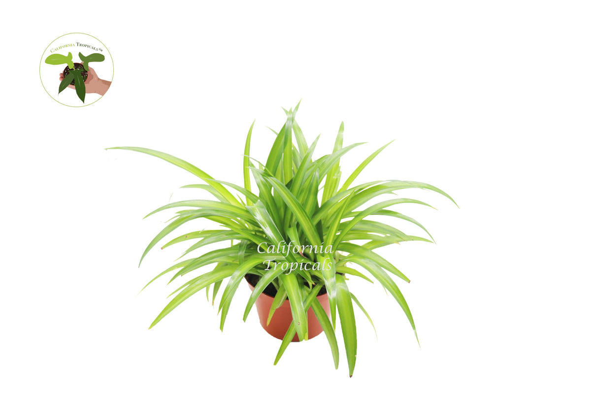 Hawaiian Spider Plant (Chlorophytum) in a 6" grower's pot