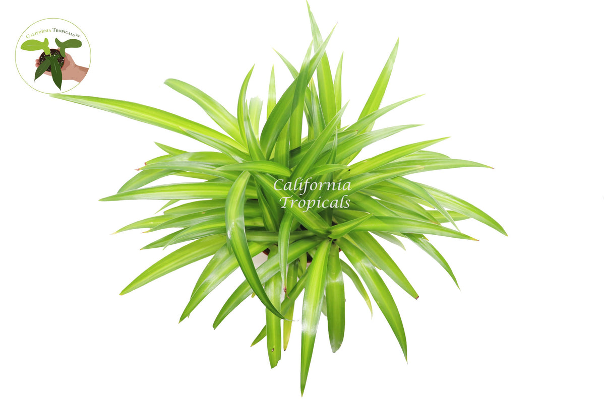 Hawaiian Spider Plant (Chlorophytum) foliage detail