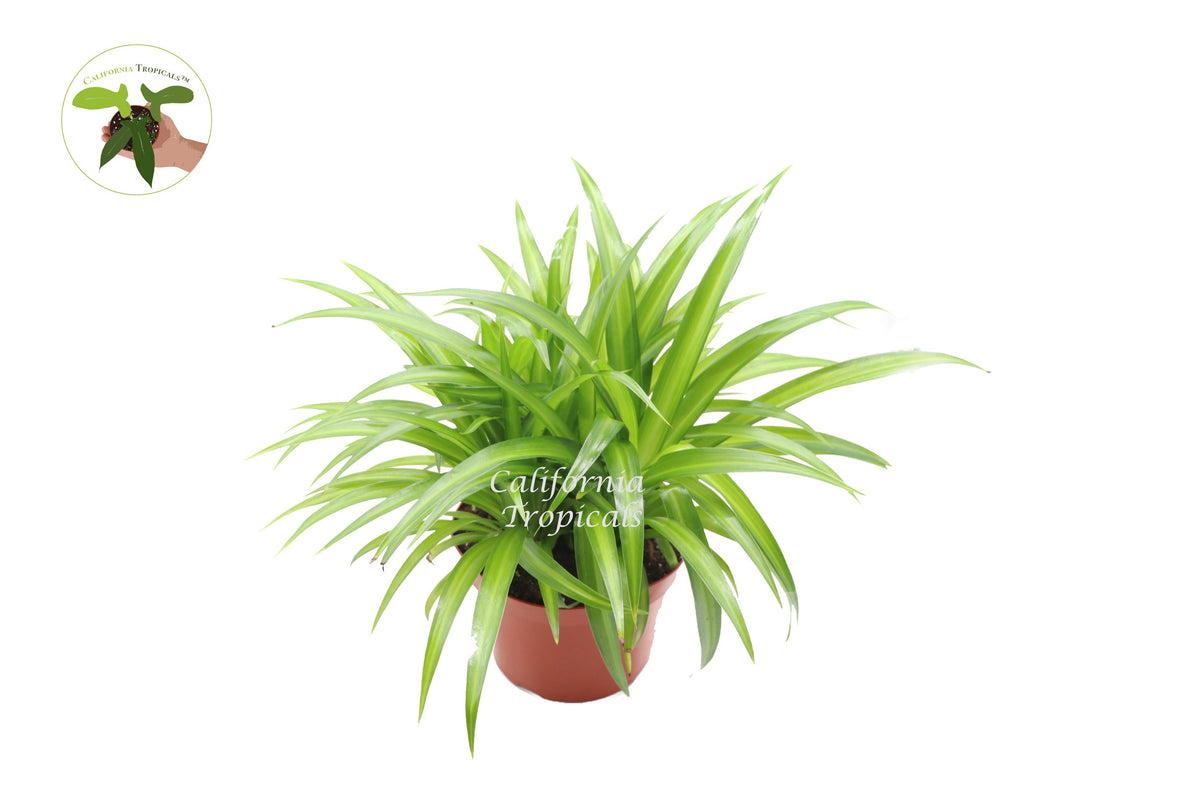 Hawaiian Spider Plant (Chlorophytum) in a 8" grower's pot