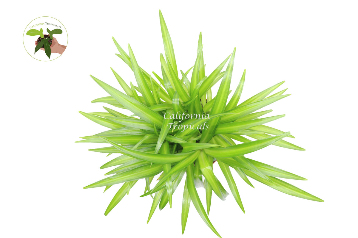 Hawaiian Spider Plant (Chlorophytum) foliage detail
