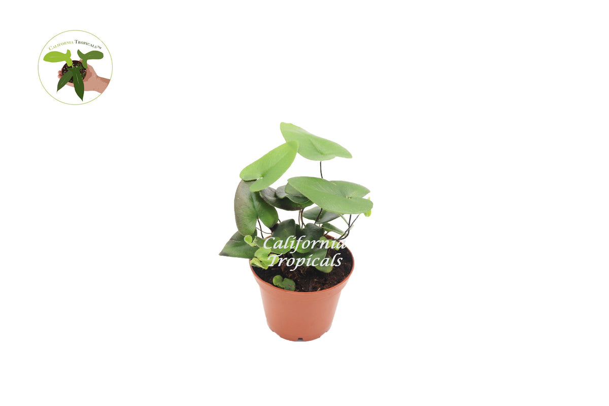 Heart Fern (Hemionitis Arifolia) in a 3" grower's pot