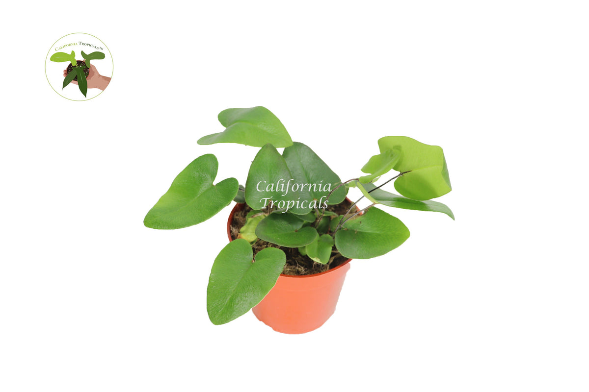 Heart Fern (Hemionitis Arifolia) in a 4" grower's pot