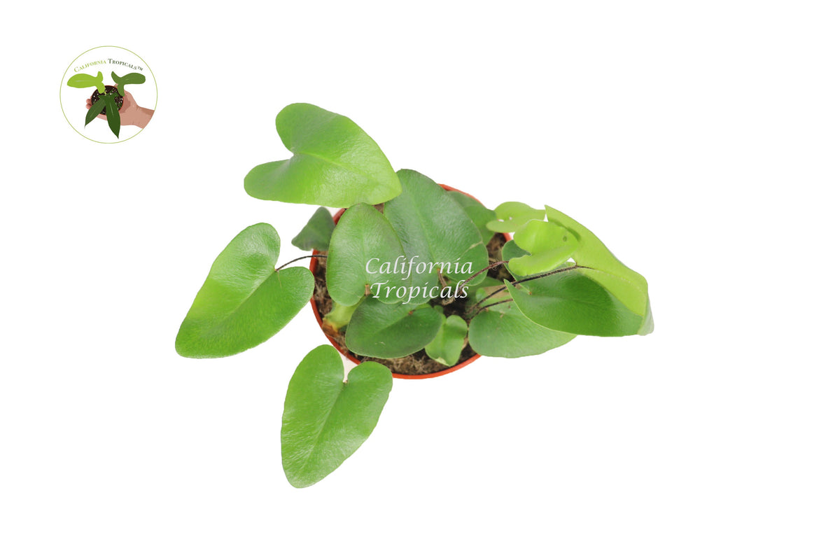 Heart Fern (Hemionitis Arifolia) foliage detail