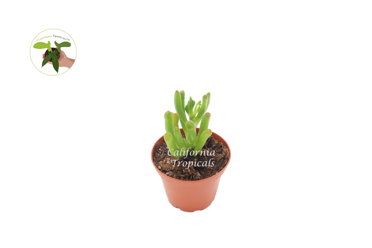 Crassula Ovata Gollum Jade (Hobbits Pipe) live plant in a 2" grower's pot