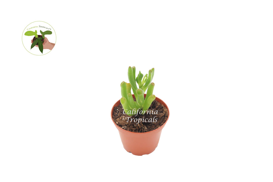 Crassula Ovata Gollum Jade (Hobbits Pipe) live plant in a 2" grower's pot