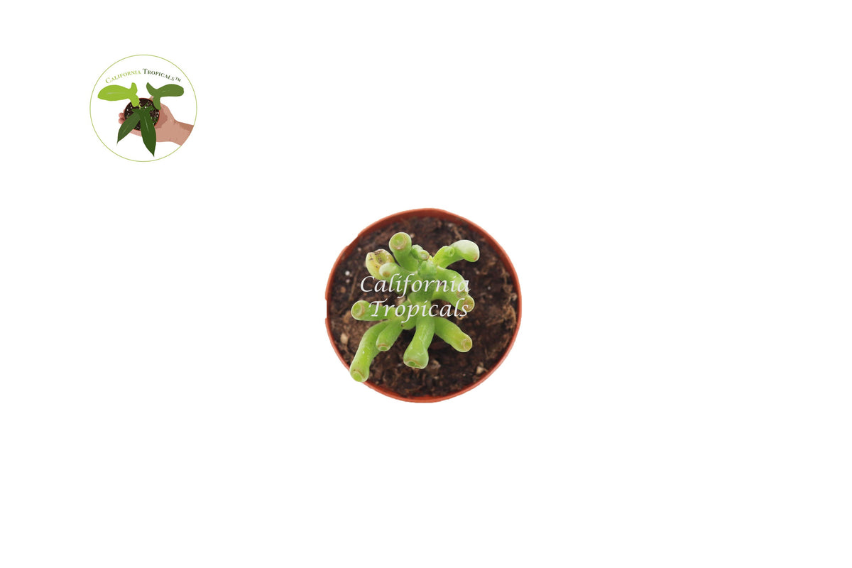 Crassula Ovata Gollum Jade (Hobbits Pipe) live plant foliage detail