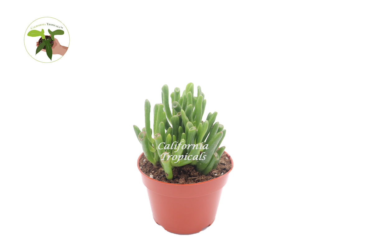 Crassula Ovata Gollum Jade (Hobbits Pipe) live plant in a 4" grower's pot