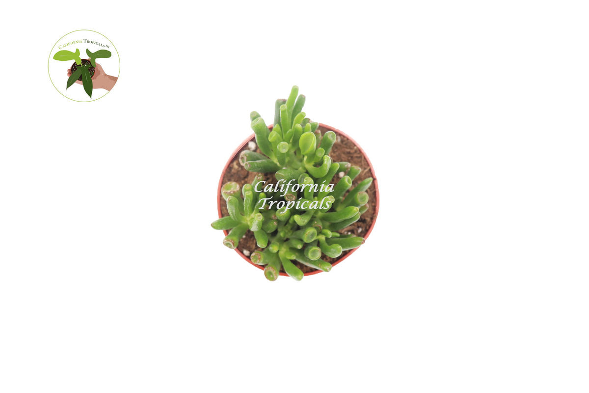 Crassula Ovata Gollum Jade (Hobbits Pipe) live plant foliage detail