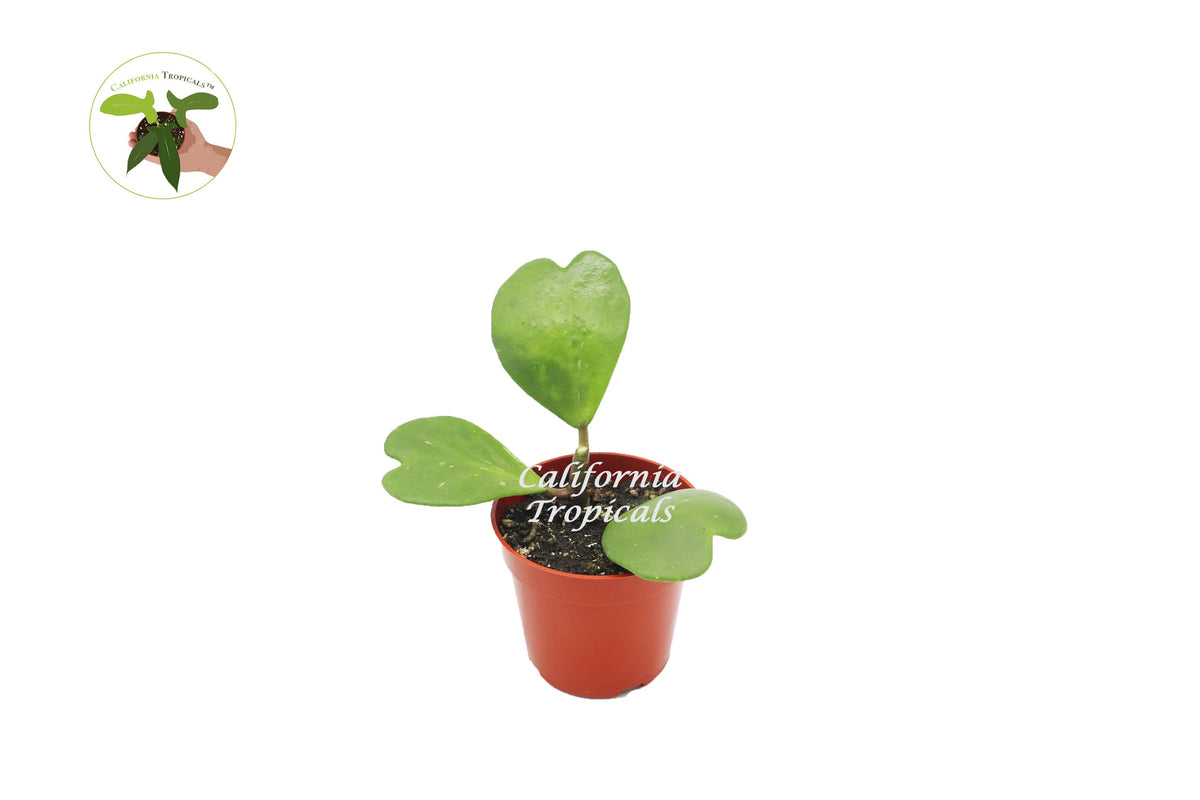Hoya Kerrii Non-Variegated (3-4 Leaves) live plant in a 4" grower's pot