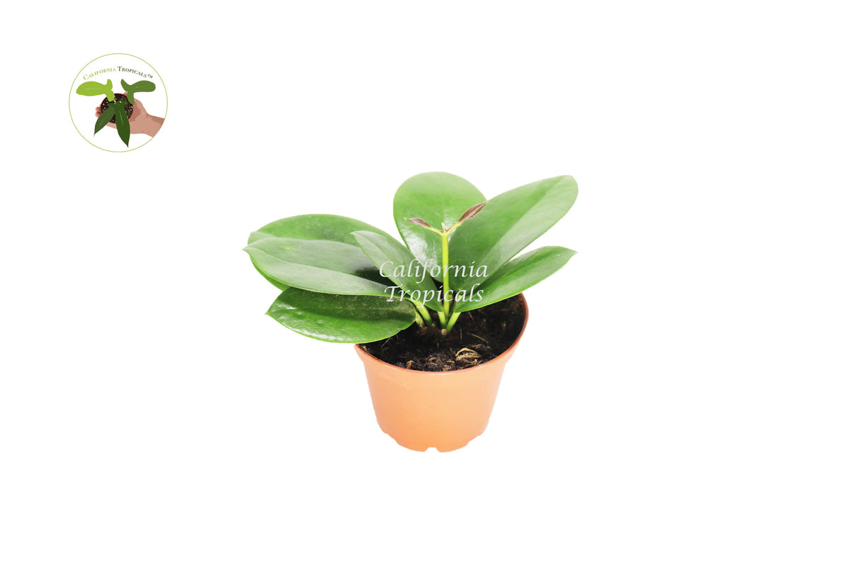 Hoya Australis live plant in a 3" grower's pot