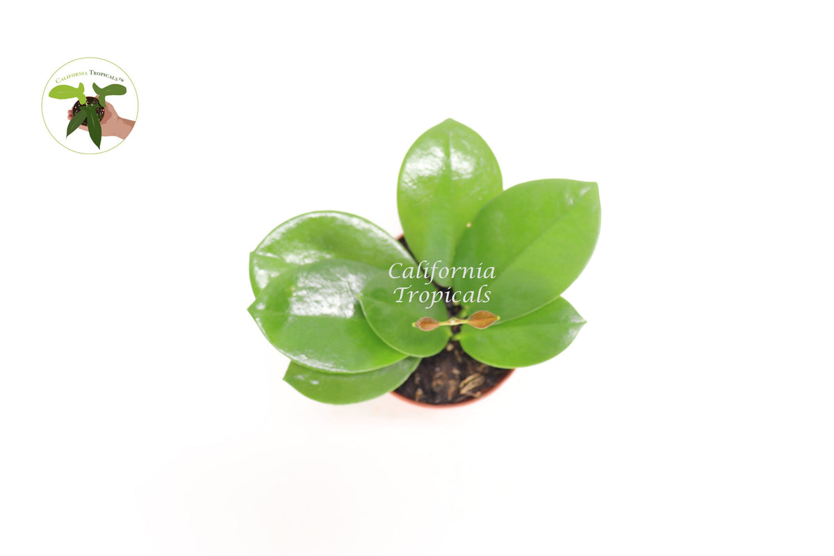 Hoya Australis live plant foliage detail