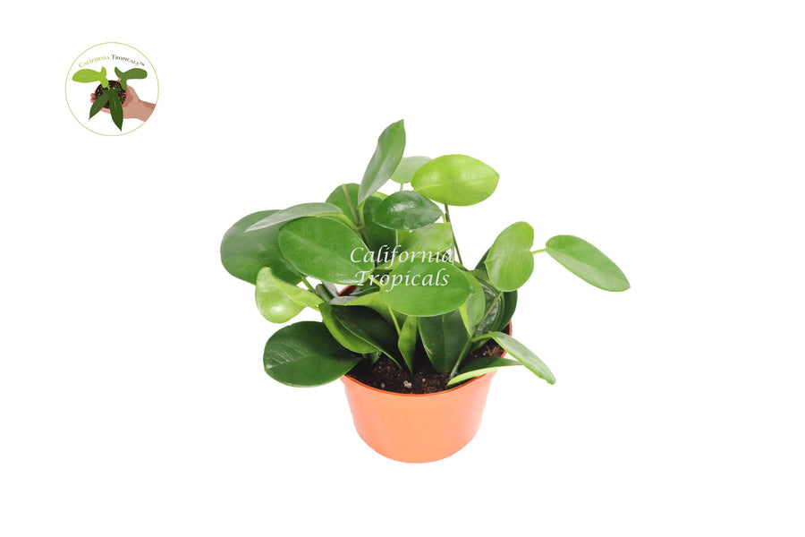 Hoya Australis live plant in a 6" grower's pot