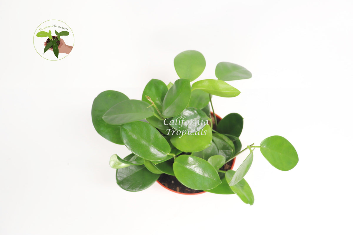 Hoya Australis live plant foliage detail