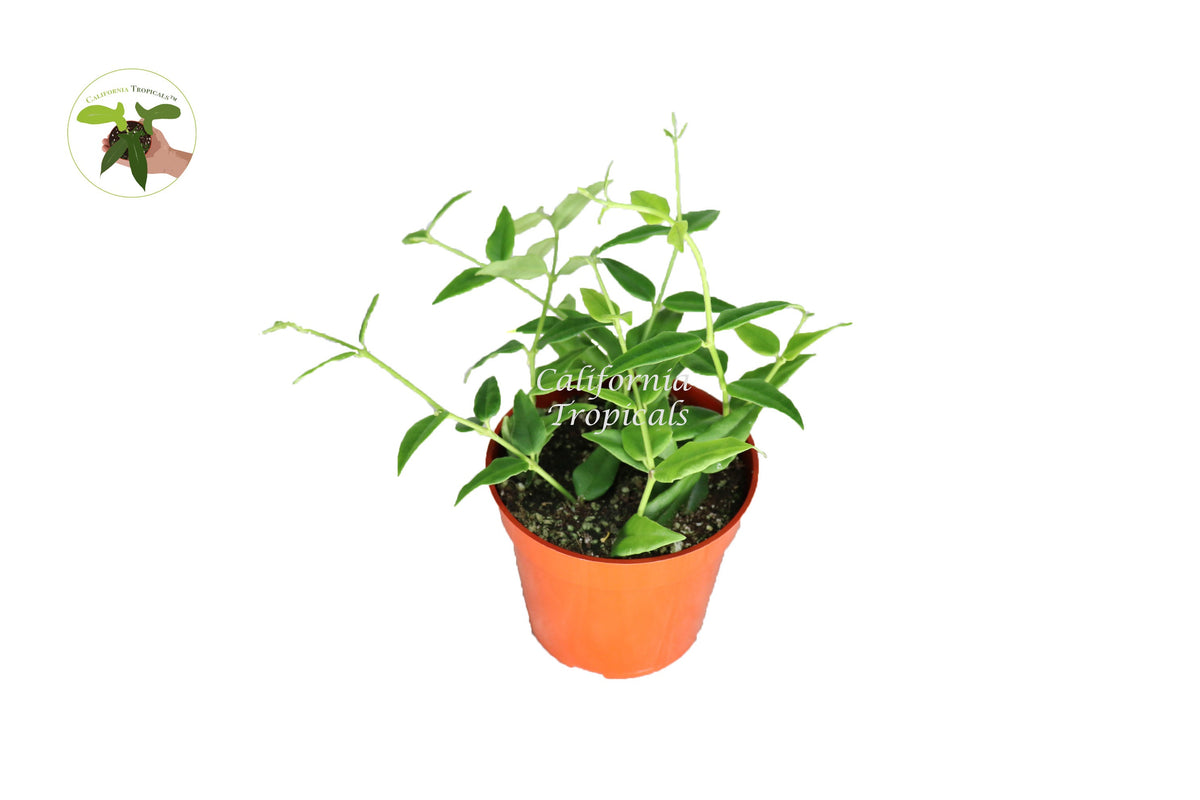 Hoya Lanceolata 'Bella' live plant in a 4" grower's pot