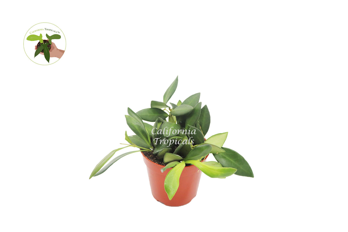 Hoya Burtoniae live plant in a 4" grower's pot