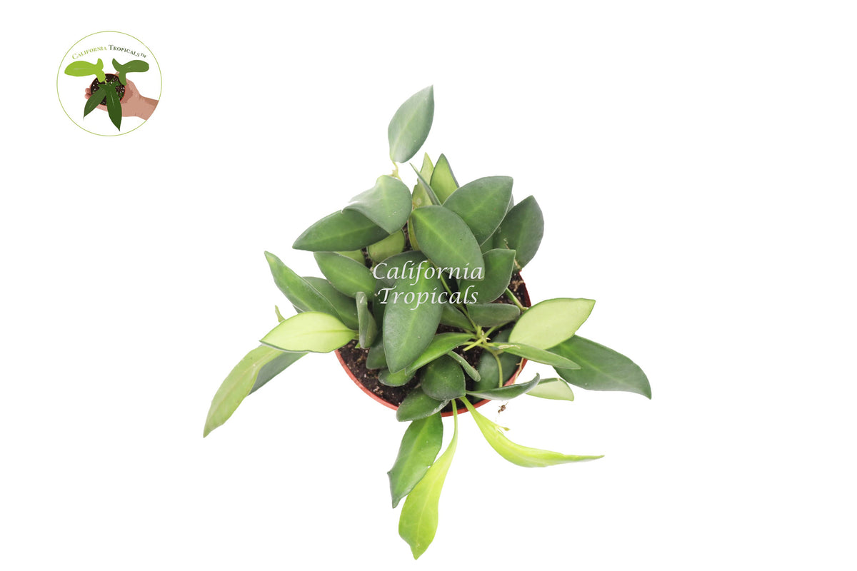 Hoya Burtoniae live plant foliage detail