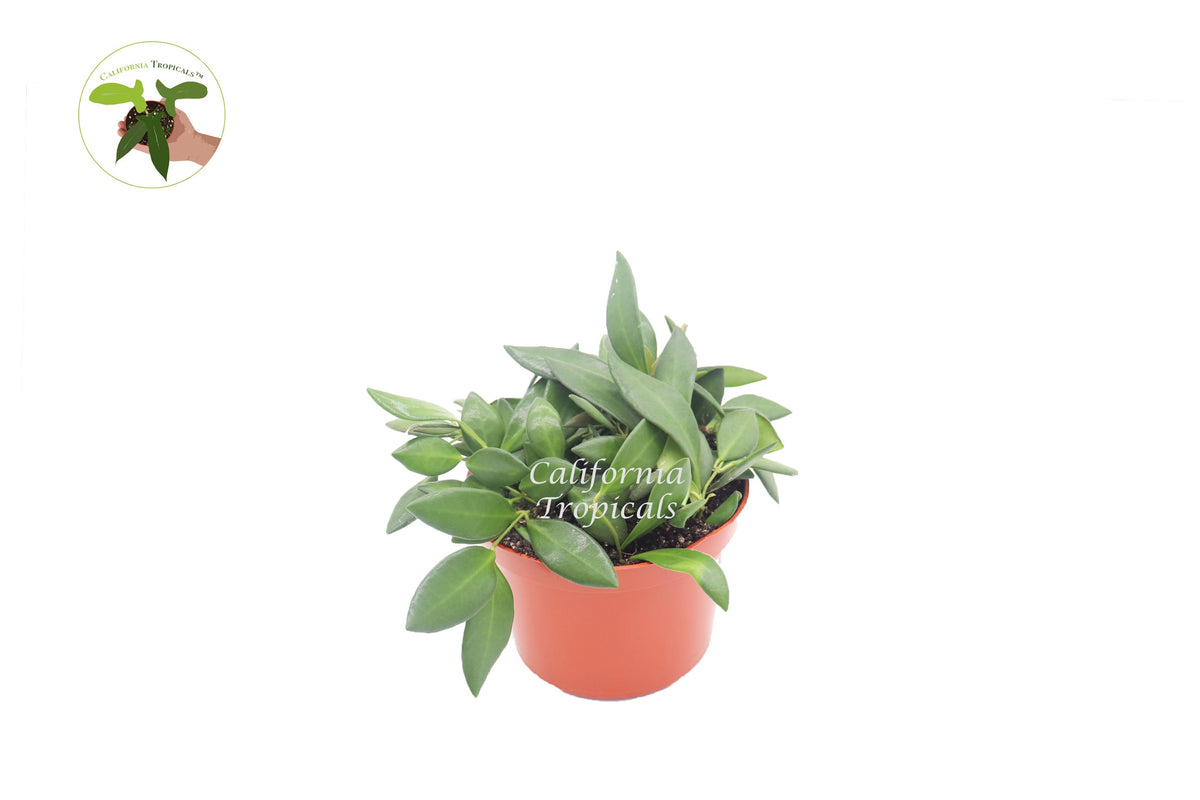 Hoya Burtoniae live plant in a 6" grower's pot