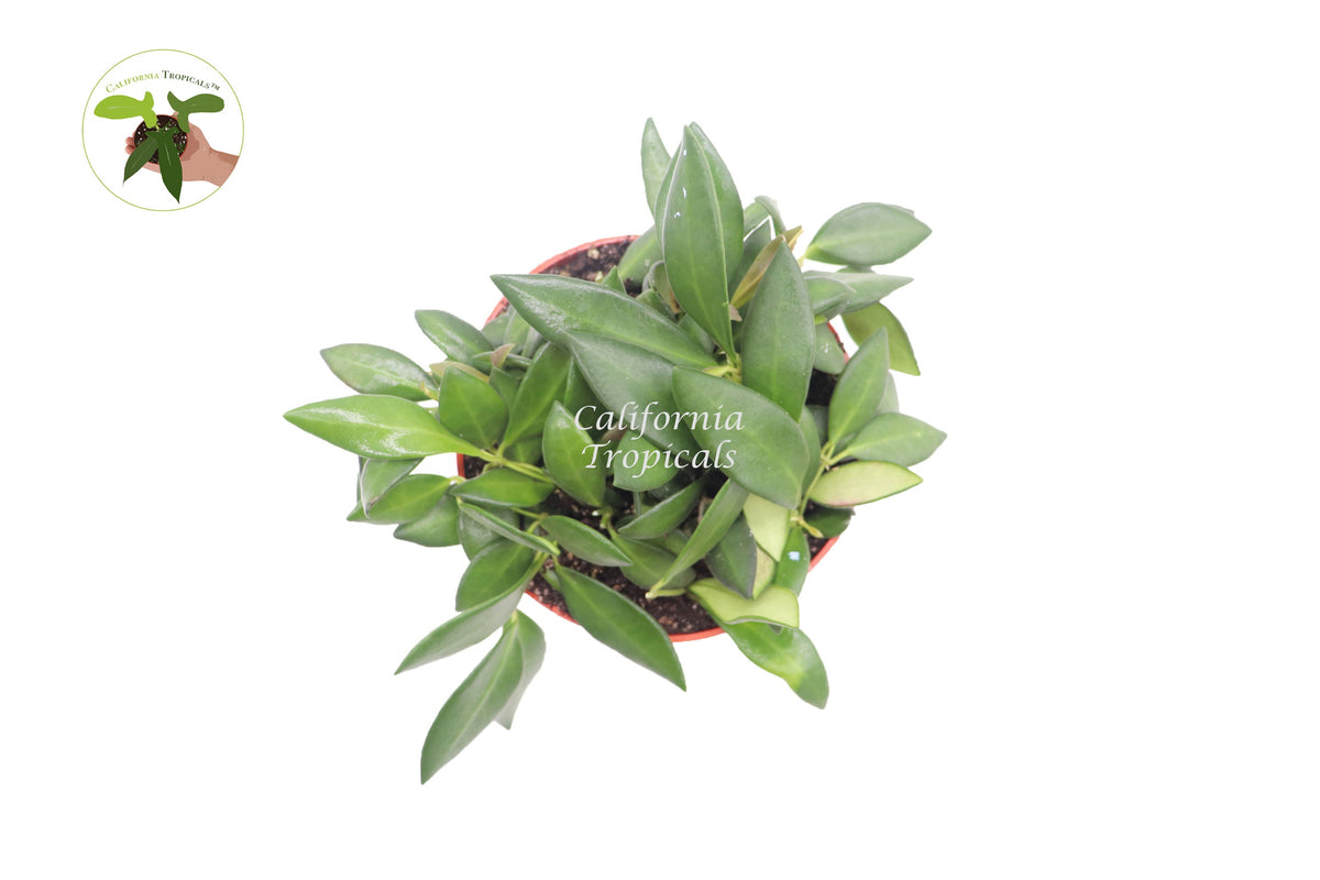 Hoya Burtoniae live plant foliage detail